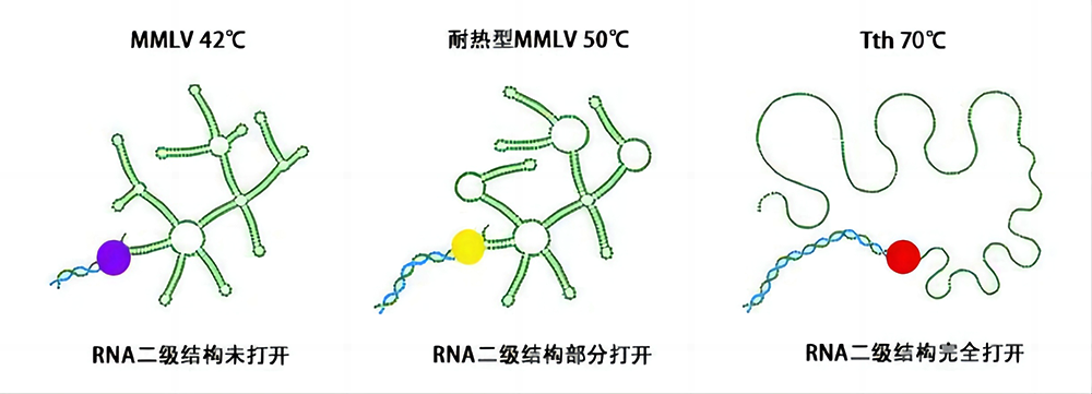 2×Tth qRT-PCR预混液(染料法)