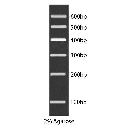 DNA Marker B(100～600bp)