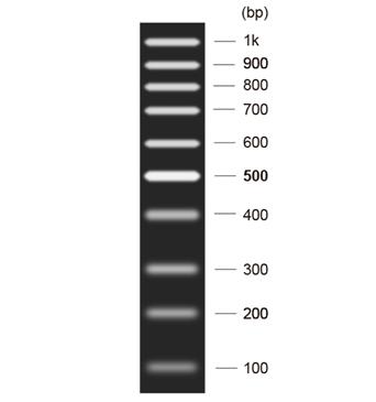 DNA Marker H1(100～1000bp)