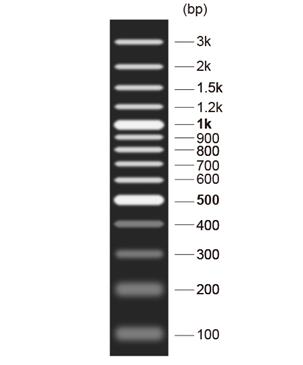 DNA Marker(50～1031bp)