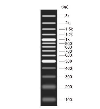 DNA Marker(100～3000bp)