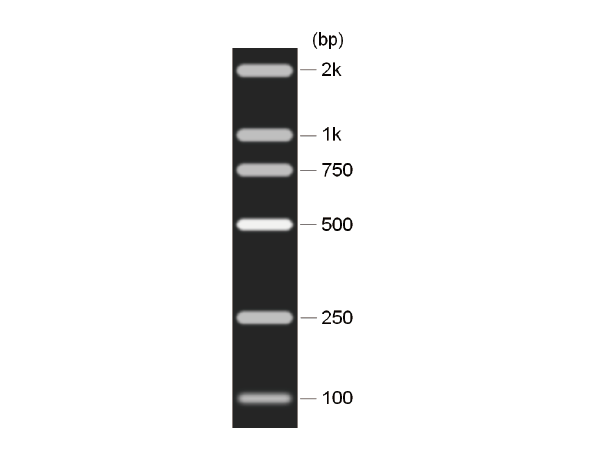 DNA Marker(100～2000bp)