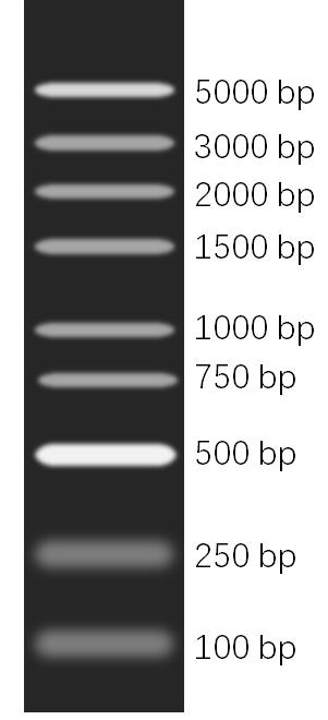 DNA Marker(100～5000bp)