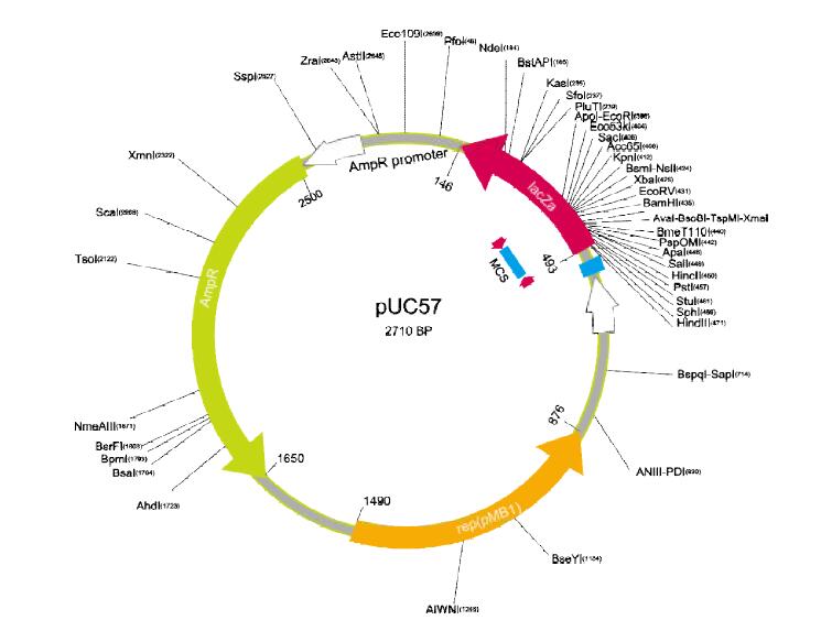 pUC57质粒DNA(0.5μg/μl)