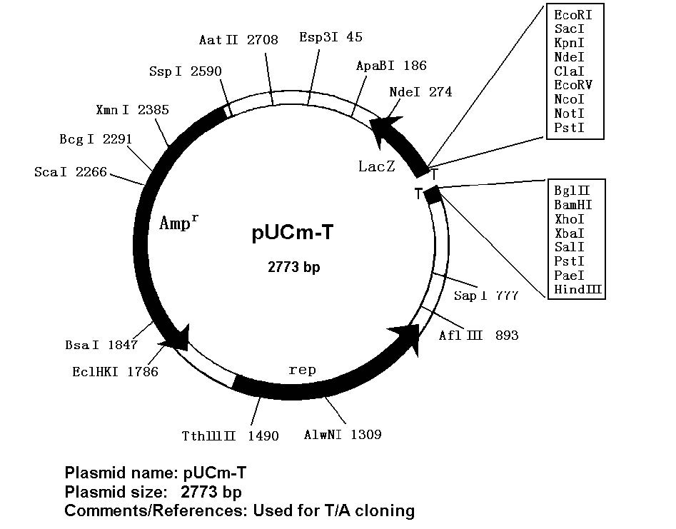 pUCm-T载体图谱