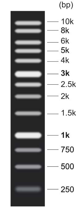 DNA Marker(250bp～10kb)