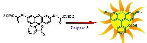 Caspase 3/7活性细胞凋亡检测试剂盒(绿色荧光)