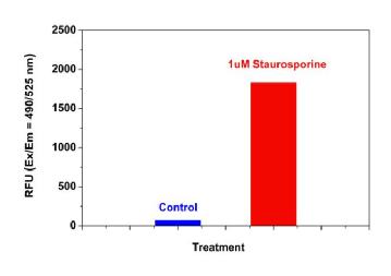 Caspase 8活性细胞凋亡检测试剂盒(绿色荧光)