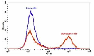 Annexin V-iFluor 488细胞凋亡检测试剂盒