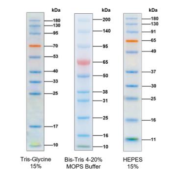 三色预染蛋白Marker(10～180kDa)图片