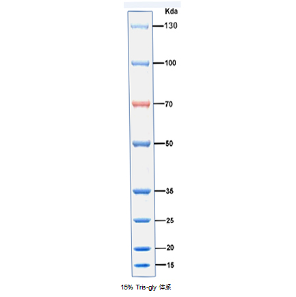双色预染蛋白Marker(15～130kDa)图片