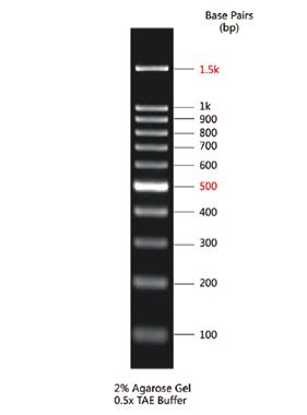 DNA Marker(100～1500bp)