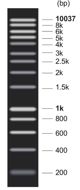 DNA Marker Q(250～10001bp)