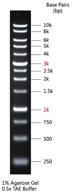 DNA Marker(250～10000bp)