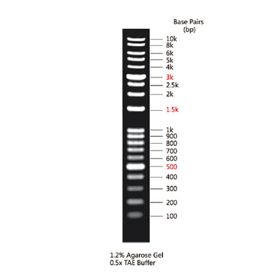 DNA Marker(100～10000bp)