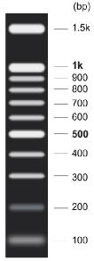 即用型DNA Marker K(100～1500bp)