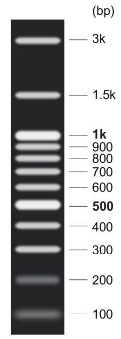 DNA Marker L+(100～3000bp)