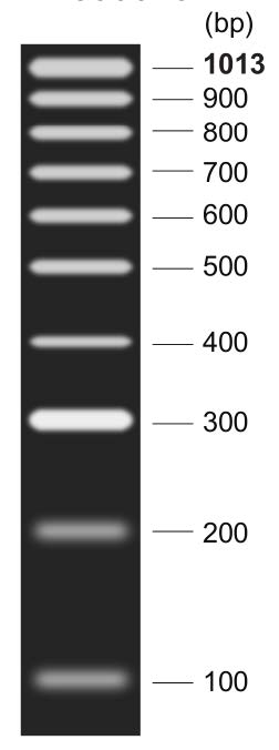 即用型DNA Marker R(100～1013bp)
