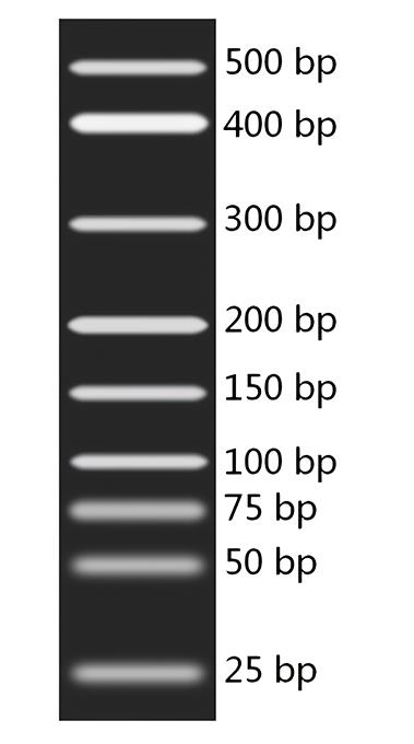 DNA Marker A(25～500bp)