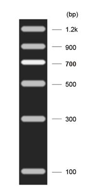 DNA Marker C(100～1200bp)