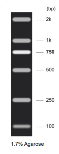 DNA Marker D(100～2000bp)