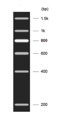 DNA Marker E(200～1500bp)