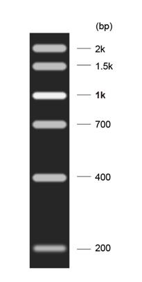 DNA Marker F(200～2000bp)