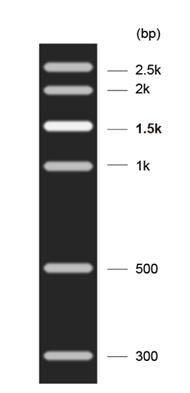 DNA Marker G(300～2500bp)