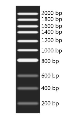DNA Marker F+(200～2000bp)
