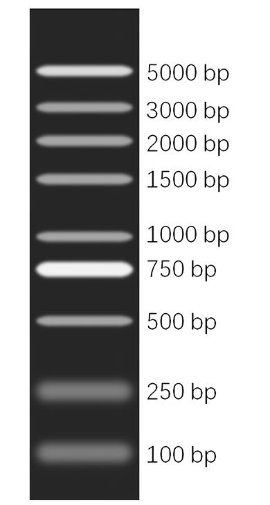 DNA Marker S(100～5000bp)