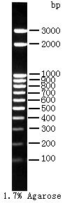 即用型DNA Marker M Plus(100～3000bp)