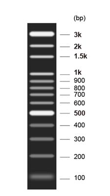 即用型DNA Marker M(100～3000bp)
