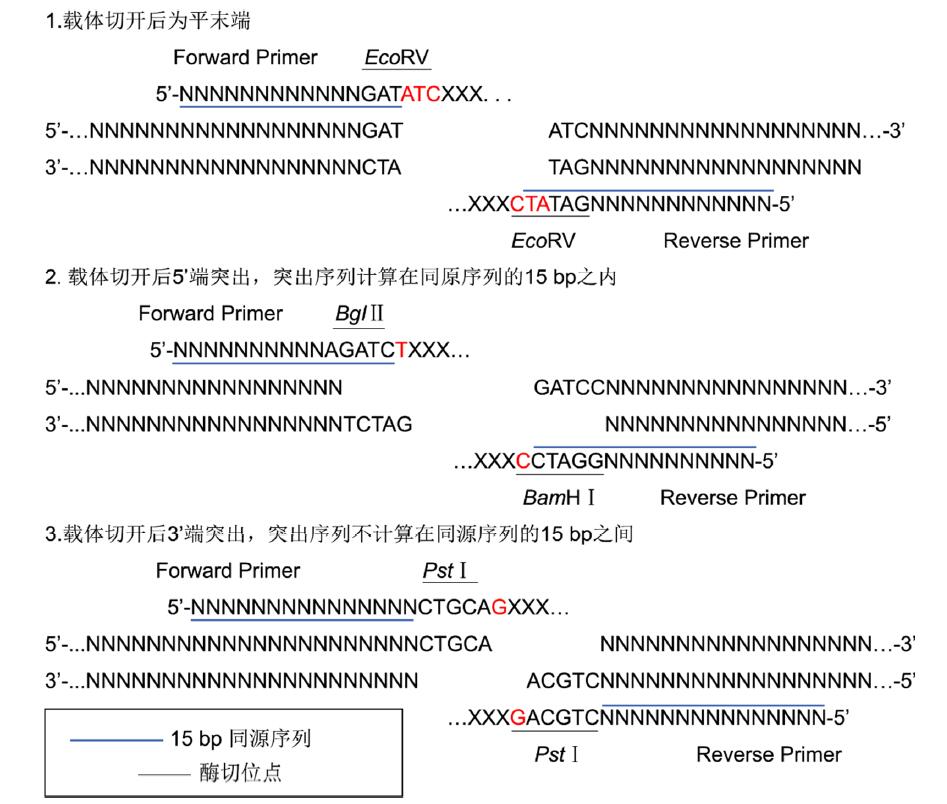 即用型无缝克隆试剂盒