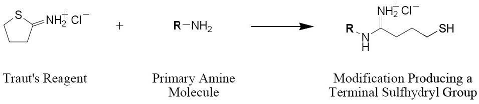 2-亚氨基硫烷盐酸盐