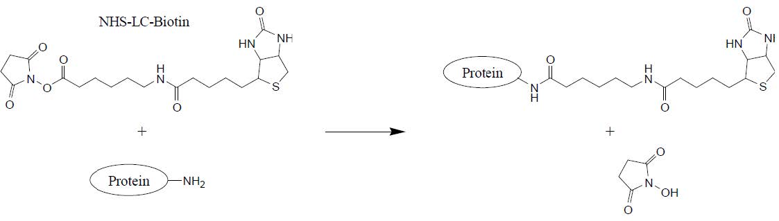 NHS-LC-Biotin