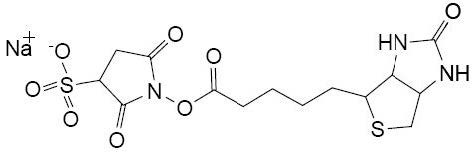 磺基琥珀生物素