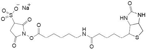 磺化-NHS-LC-生物素