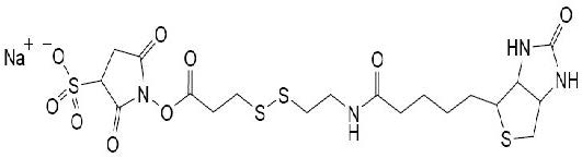 磺化NHS-SS-生物素