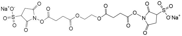 Sulfo-EGS交联剂(水溶性)