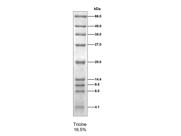 低分子量蛋白Marker(4.1～66kDa)