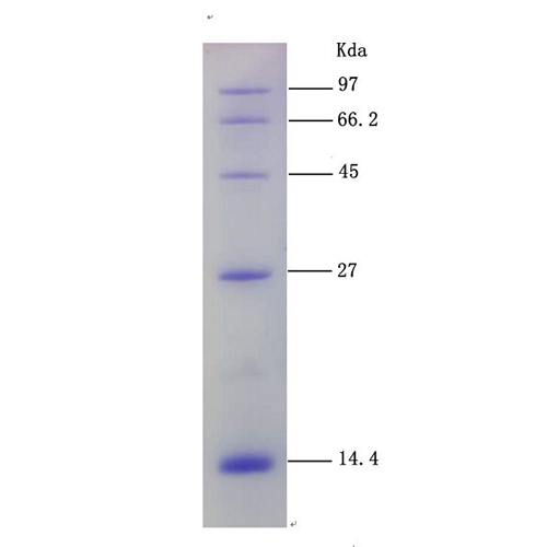 中分子量蛋白Marker(14.4～97.4kDa)图片