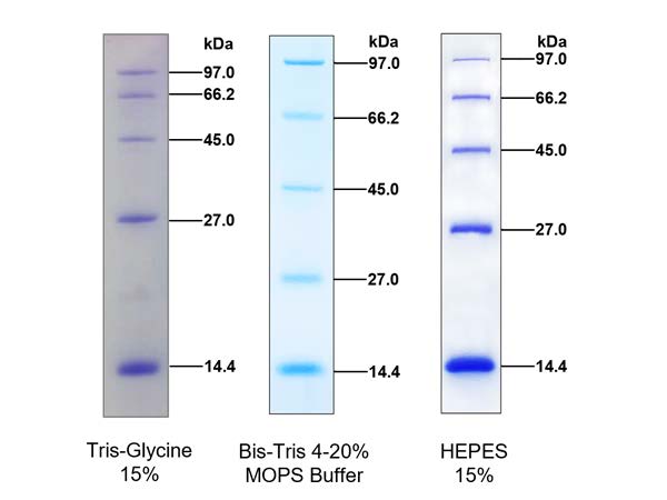 中分子量蛋白Marker(14.4～97.4kDa)