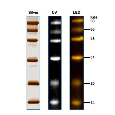 荧光蛋白Marker(14～98kDa)图片