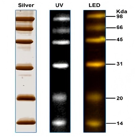 荧光蛋白Marker(14~98kDa) 荧光蛋白Marker(14~98kDa)