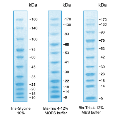 蓝色预染蛋白Marker(10～180kDa)图片