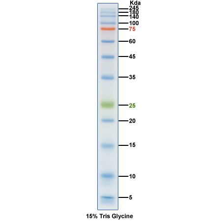 三色预染蛋白Marker(5～245kDa)图片