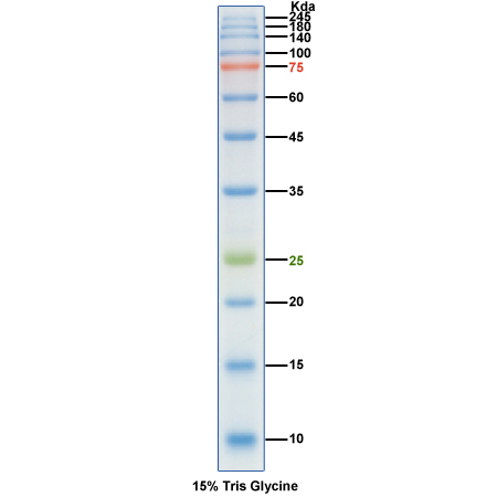 三色预染蛋白Marker(10～245kDa)图片