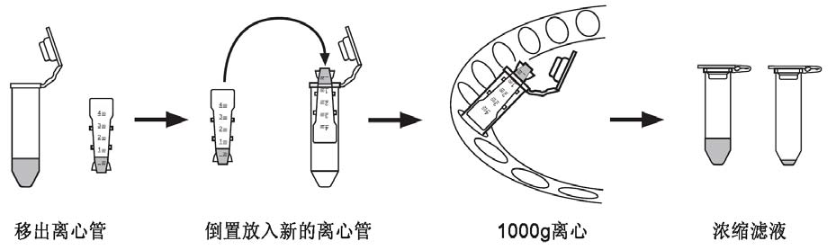 外泌体浓缩柱