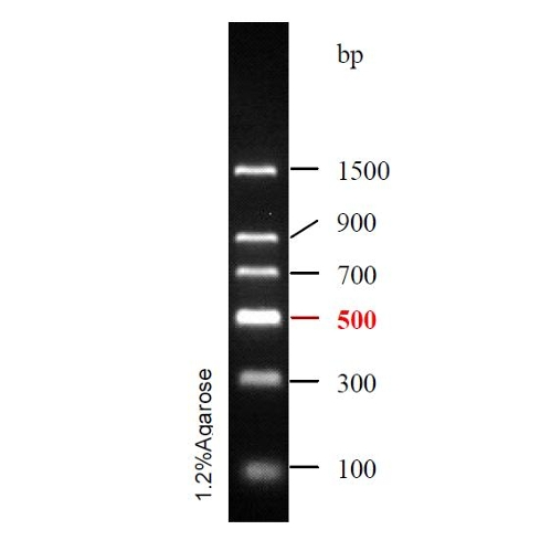DNA Ladder(100~1500bp)条带图 DNA Ladder(100~1500bp)条带图