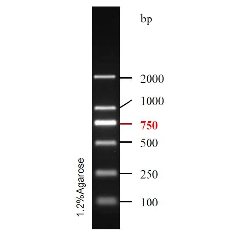 DNA Ladder(100bp~2kb)条带图 DNA Ladder(100bp~2kb)条带图